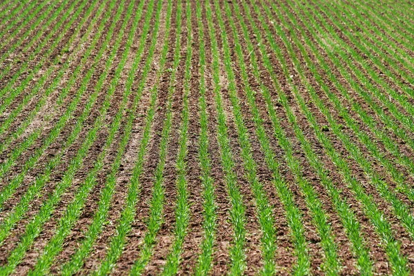 Grüne Grasreihen — Stockfoto