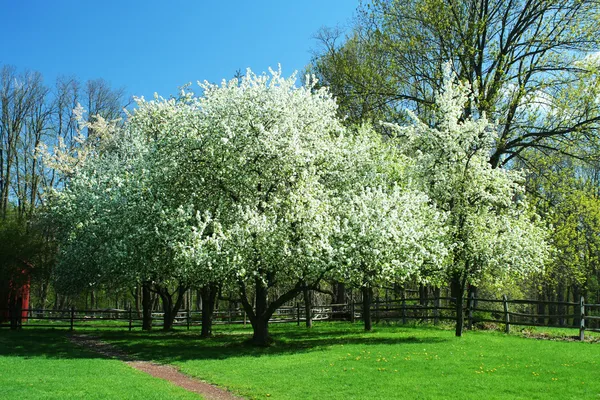 Wiosenne drzewa z błękitnym niebem — Zdjęcie stockowe