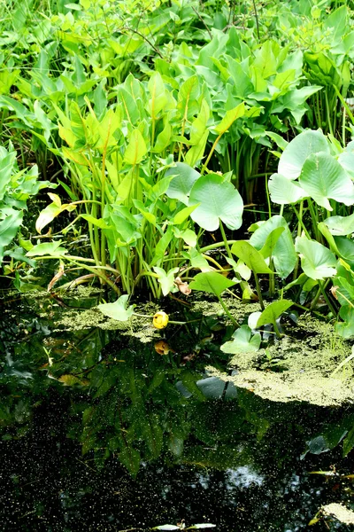Sumpfpflanzen und Wasser — Stockfoto