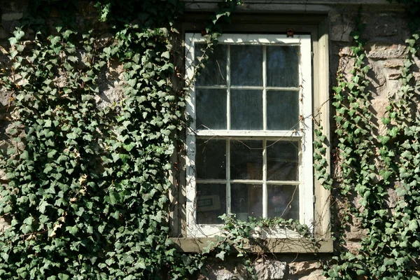 Ivy covered window — Zdjęcie stockowe