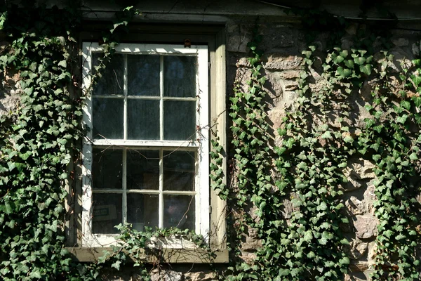 常春藤覆盖窗口 — 图库照片