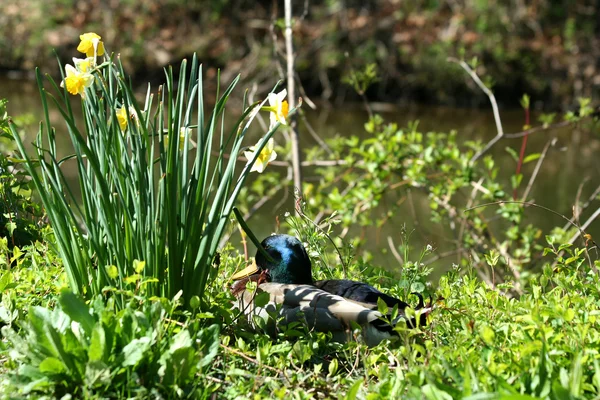 Pato de Mallard cerca de narcisos —  Fotos de Stock