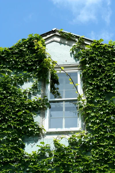 Edifício coberto de hera — Fotografia de Stock