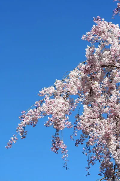 Flores de cerezo contra el cielo azul — Foto de Stock
