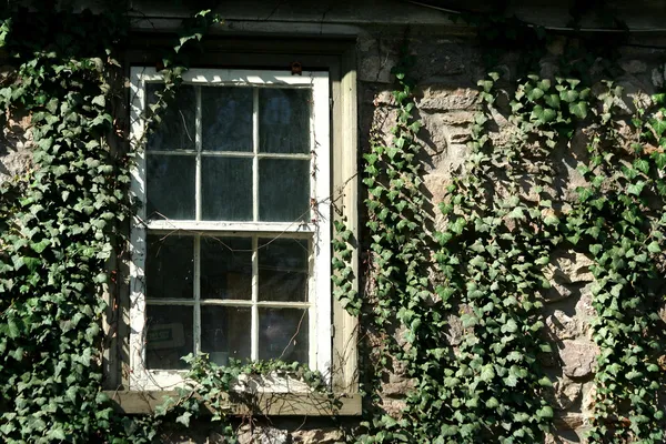 Murgröna täckta fönster — Stockfoto