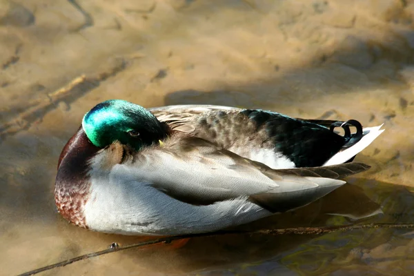Resting mallard duck — Stock Photo, Image