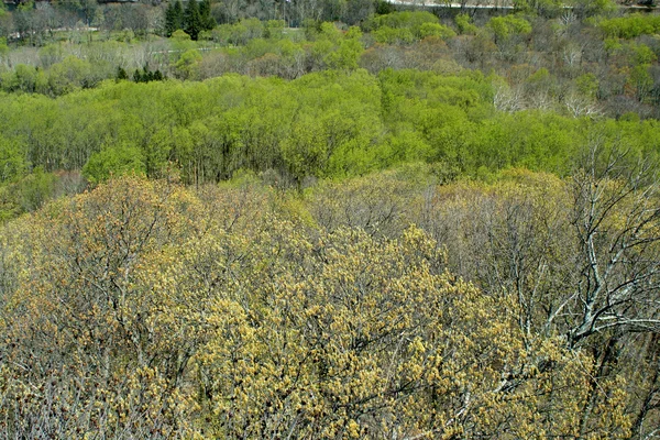 Baumwipfel im Frühling lizenzfreie Stockfotos