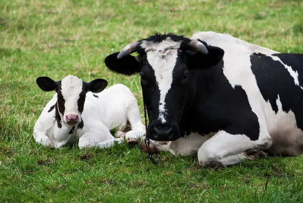 Kuh und Kalb — Stockfoto