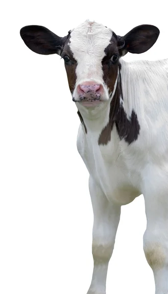 Calf — Stock Photo, Image