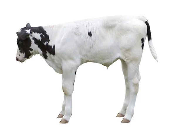 Calf — Stock Photo, Image