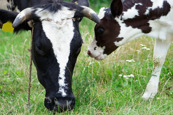 Vache et veau — Photo
