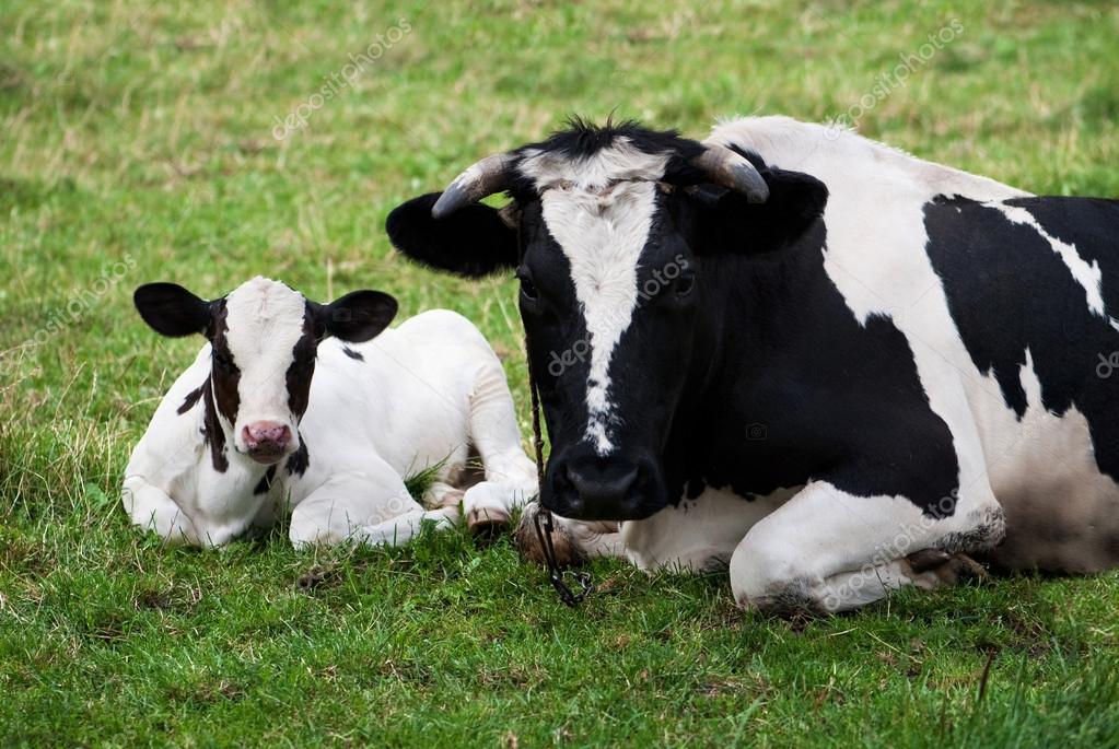 Cow and calf — Stock Photo © DamianPalus 25208761