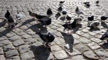 Şehir güvercinleri