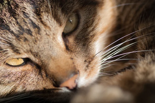 Cat Named Lucky — Stock Photo, Image