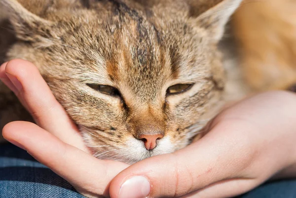 Rustende kat — Stockfoto