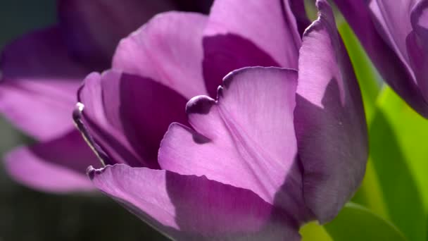 Fioletowe tulipany — Wideo stockowe