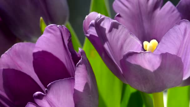 Purple tulips — Stock Video