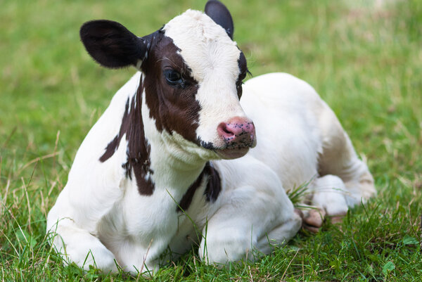 Calf