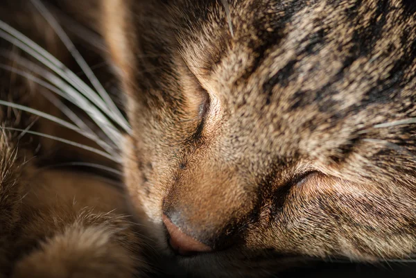 Resting cat — Stock Photo, Image