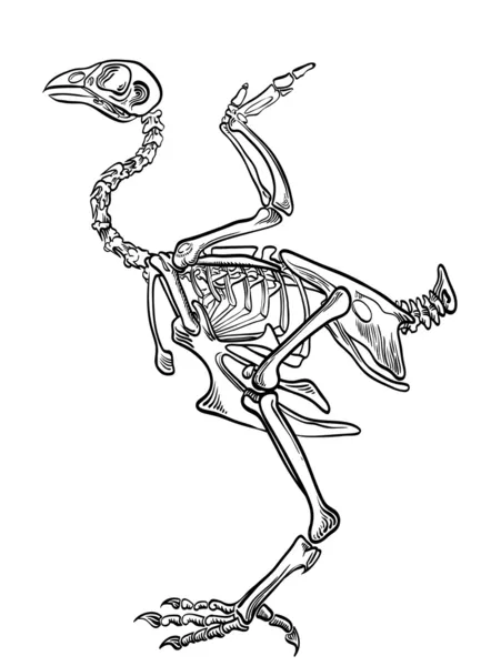 Skelett fåglar — Stock vektor