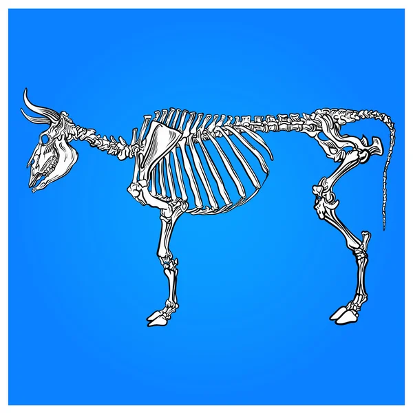 Het skelet van een koe — Stockvector