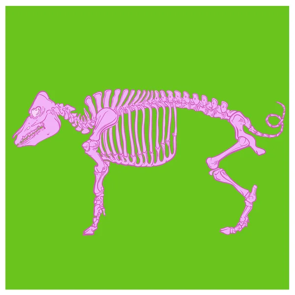 Skelettet av en gris — Stock vektor
