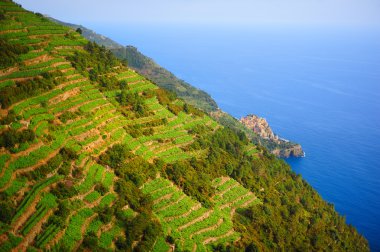 Vines on the hillside in Italy clipart