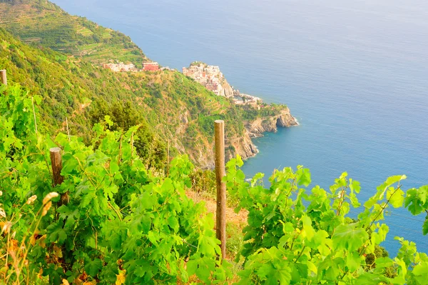 Landschap van manarola dorp op een heuvel wijnstok — Stockfoto