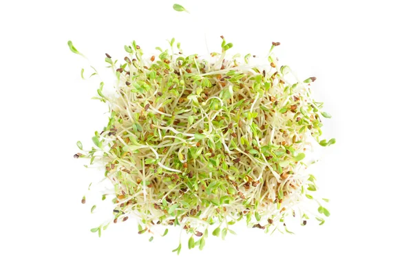 Semillas de alfalfa (también llamadas Medicago o alfalfa) ) — Foto de Stock