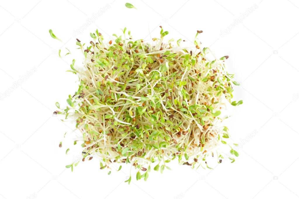 Coached seeds of alfalfa (also called Medicago or lucerne)