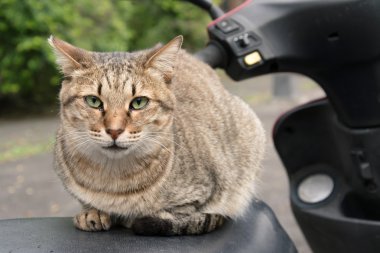 evcilleştirilmemiş kedi