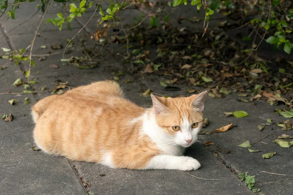 Undomesticated cat — Stock fotografie