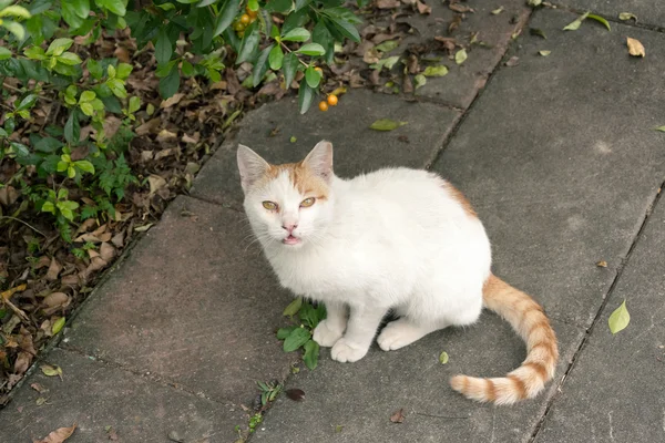 Gato no domesticado — Foto de Stock