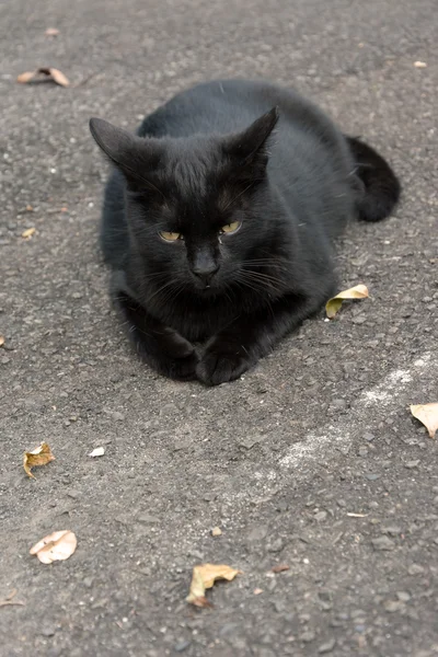 Неодомашненная кошка — стоковое фото