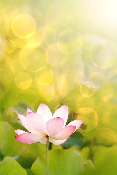 Lotus — Stock Photo, Image