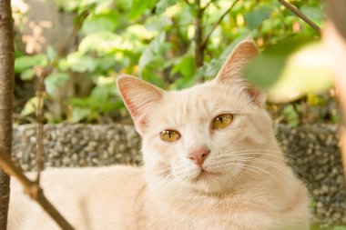 şehir içinde kedi