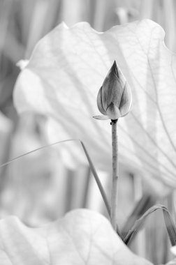 siyah-beyaz lotus