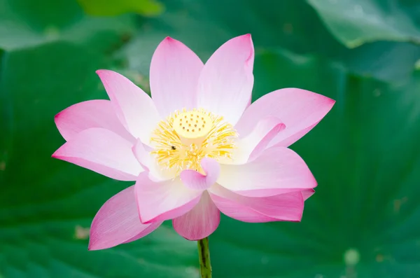 Flor de lótus — Fotografia de Stock