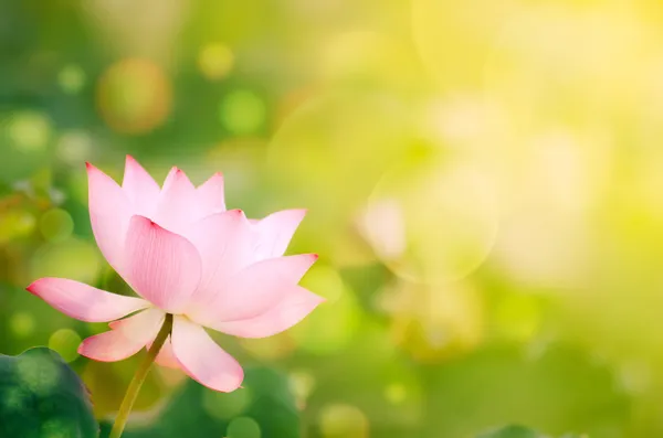 Morning lotus — Stock Photo, Image