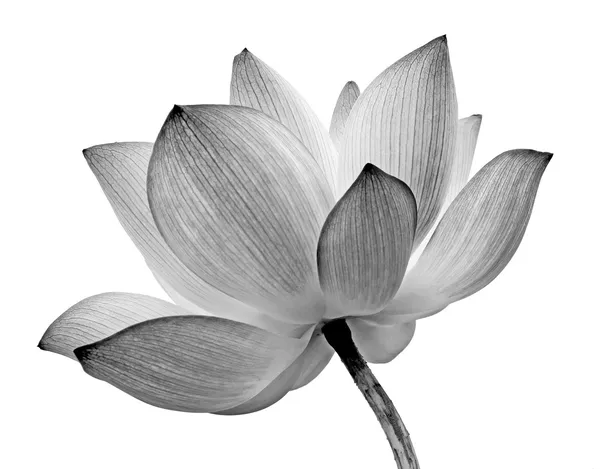 Lotus isolé — Photo