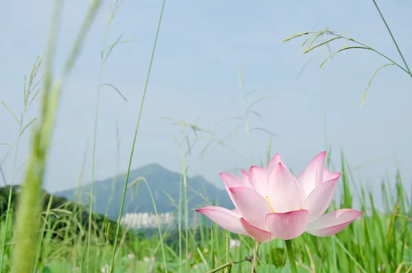 Lotusblüte — Stockfoto