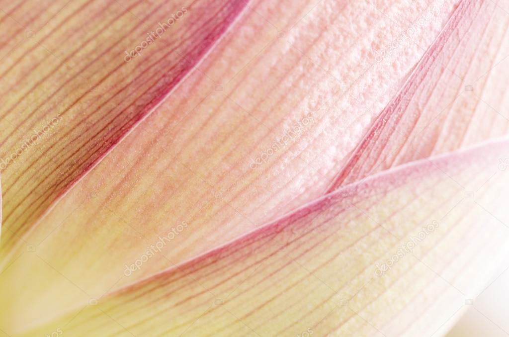 abstract lotus