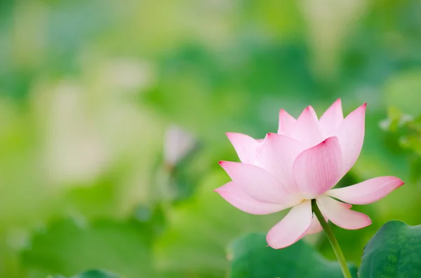 Flor de lótus — Fotografia de Stock