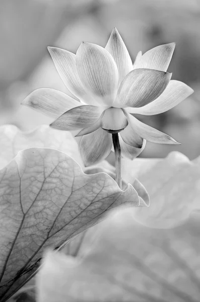 Lótus preto e branco — Fotografia de Stock