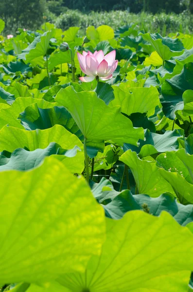 Lotus çiçeği. — Stok fotoğraf