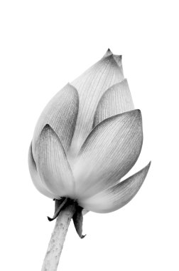 izole lotus