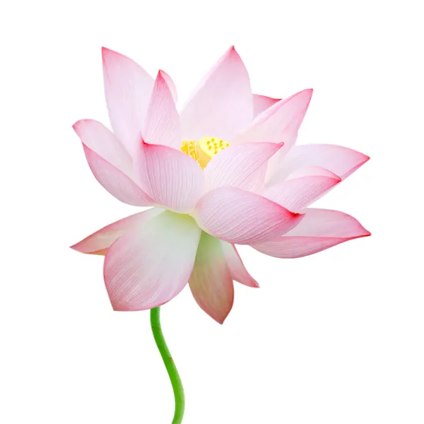 Geïsoleerde lotus — Stockfoto