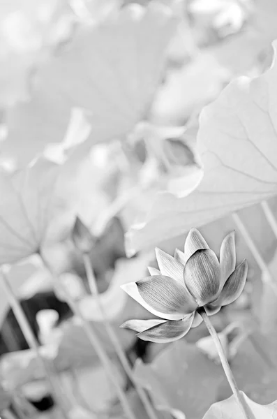 Lótus preto e branco — Fotografia de Stock