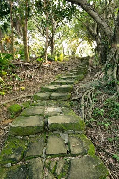 Forest pathway with stairs — Stock Photo, Image