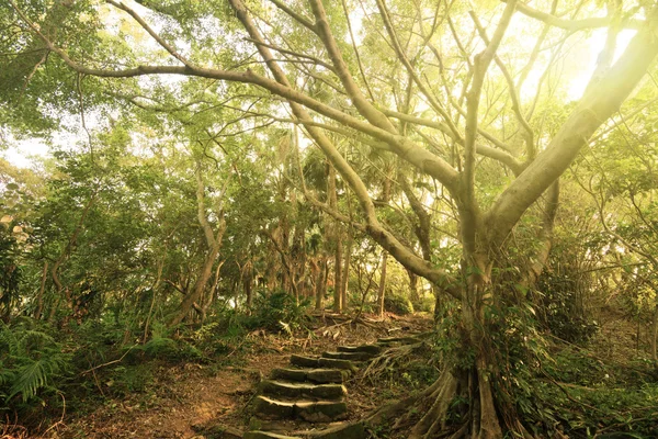 Camino del bosque con escaleras — Foto de Stock